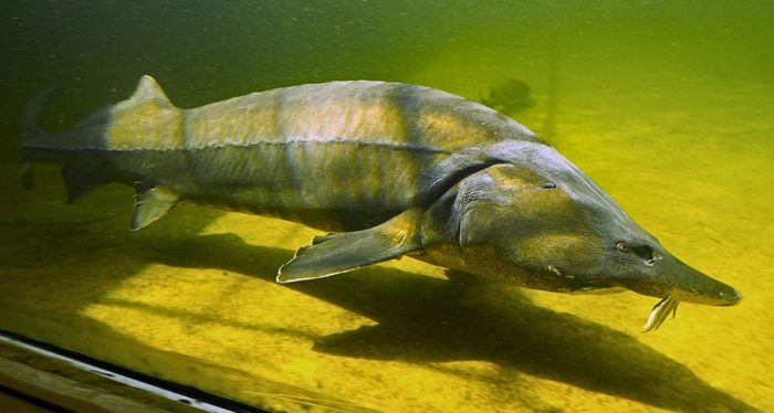 sturgeon